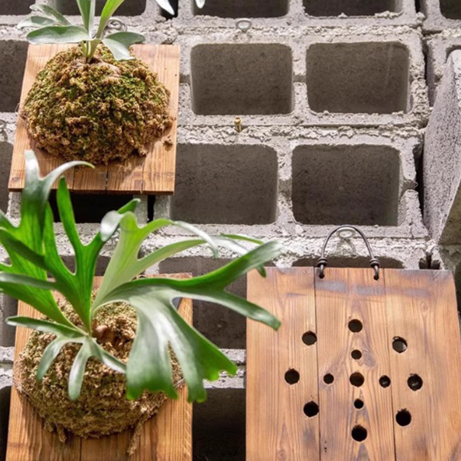 ชุดกระถางต้นไม้ติดผนังไม้ลายเข - Indoor Garden Kit บทวิจารณ์และราคา